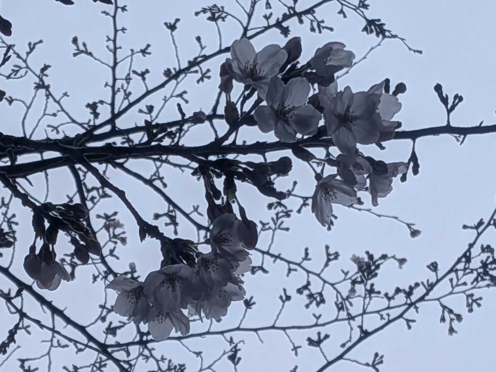 フェローシッププログラム採択